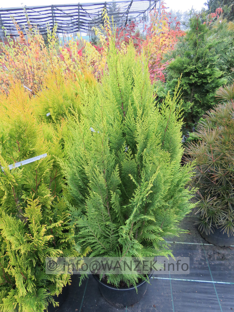 Chamaecyparis lawsoniana Aurea Romana 01.JPG